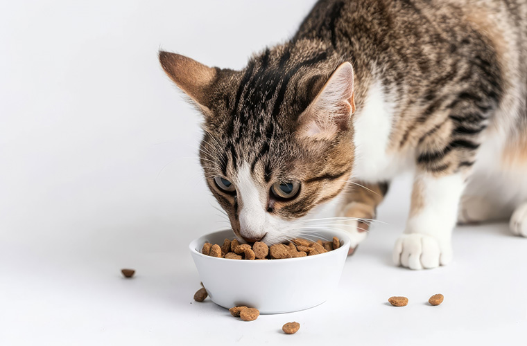 猫の吐き癖＆シニア犬の健康維持の注意点は？