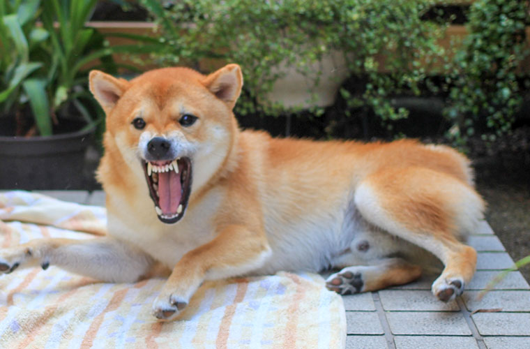 犬の去勢・避妊手術で抑えられる行動は？