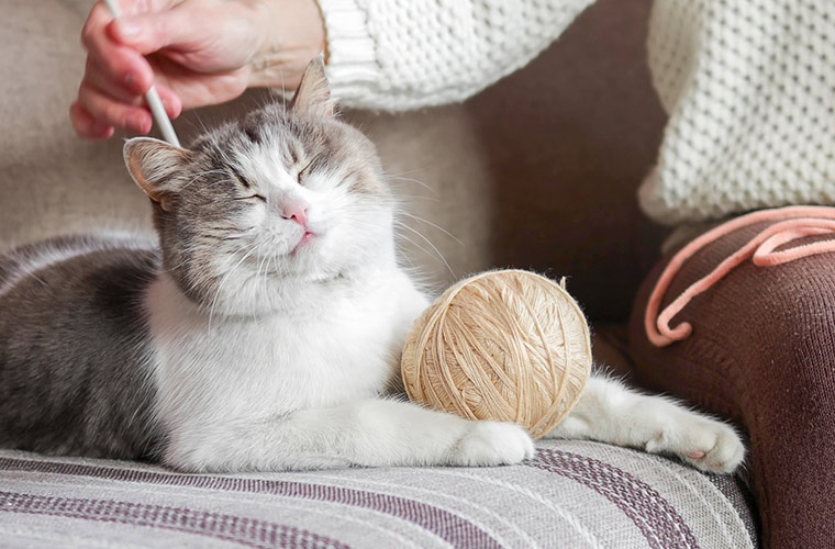 シニア猫に多い腎臓病の向き合い方や、ごはんの種類・量を見直すタイミングは？