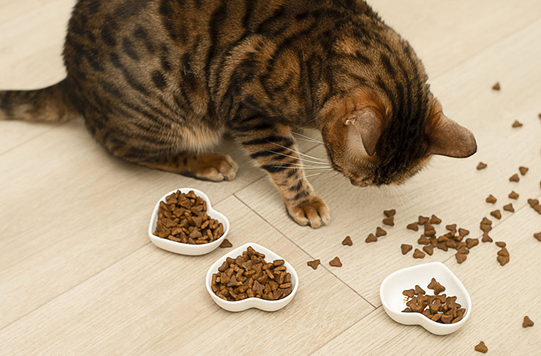 猫のフードの内容は年齢別に見直すべき？