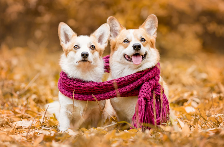 Q.真冬のヒートショック対策や、動物病院に行くときのマナーは？