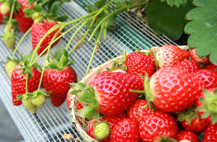 三木市いちご研究会