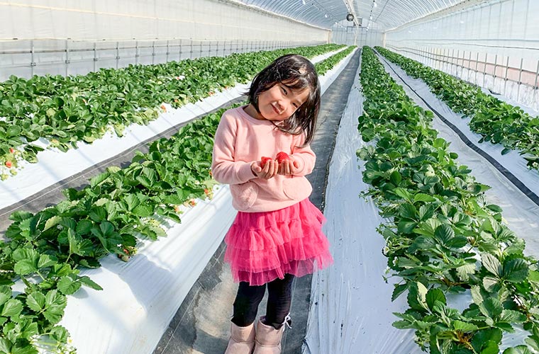 チームしんすけ農場