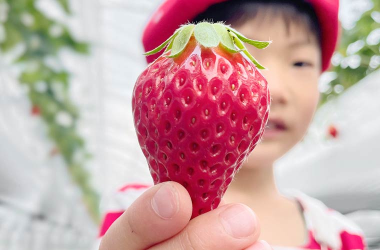 慶いちご農園